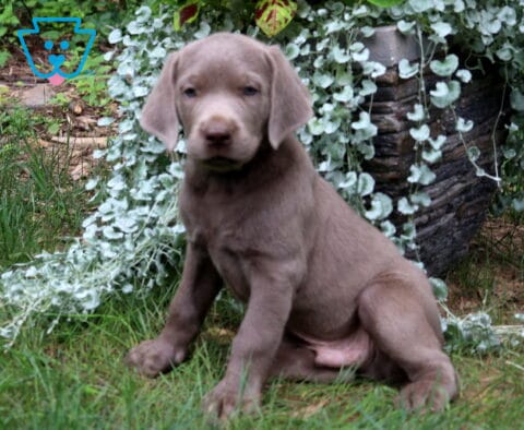 Theo Silver Lab3