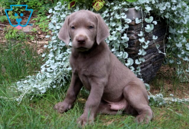 Theo Silver Lab3 image