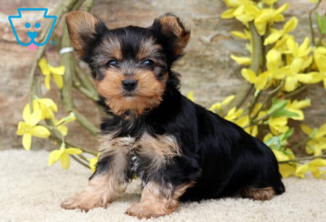 Beautiful Yorkshire Terrier puppy with perked ears sitting on a soft cream blanket, showcasing a silky black and tan coat and an alert expression, surrounded by bright yellow blossoms against a rustic stone backdrop. image