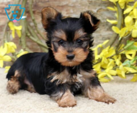 Tiny Yorkshire Terrier puppy resting on a plush cream blanket, featuring a glossy black and tan coat, one ear adorably perked, and a curious gaze, framed by bright yellow flowers and a rustic stone wall.