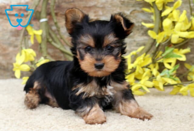 Tiny Yorkshire Terrier puppy resting on a plush cream blanket, featuring a glossy black and tan coat, one ear adorably perked, and a curious gaze, framed by bright yellow flowers and a rustic stone wall. image