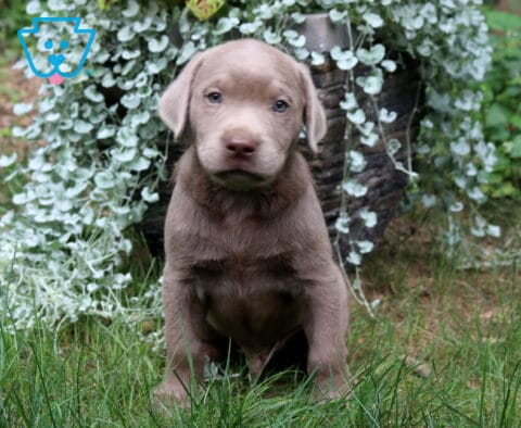 Thunder Silver Lab