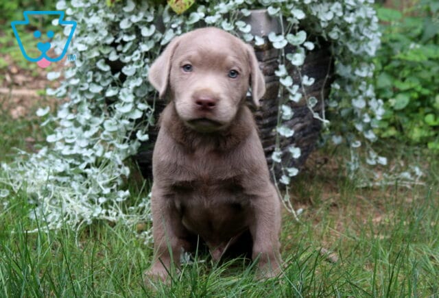 Thunder Silver Lab image