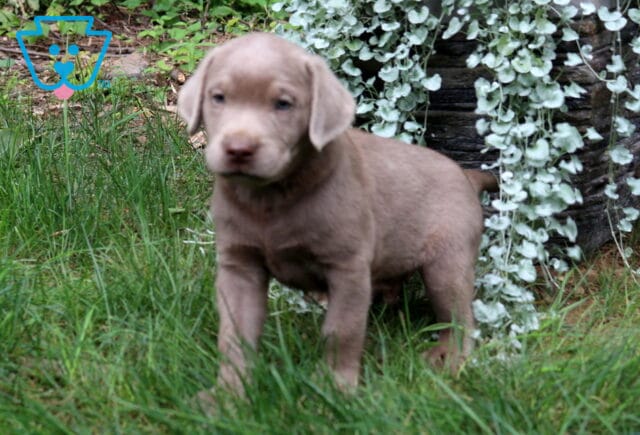 Thunder Silver Lab2 image
