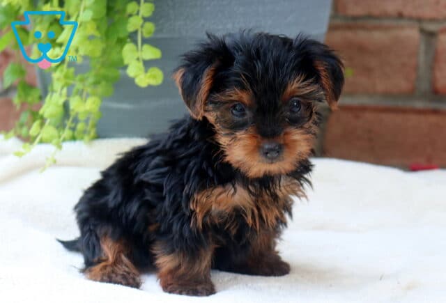 Thunder Yorkie image
