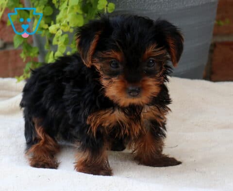 Thunder Yorkie2