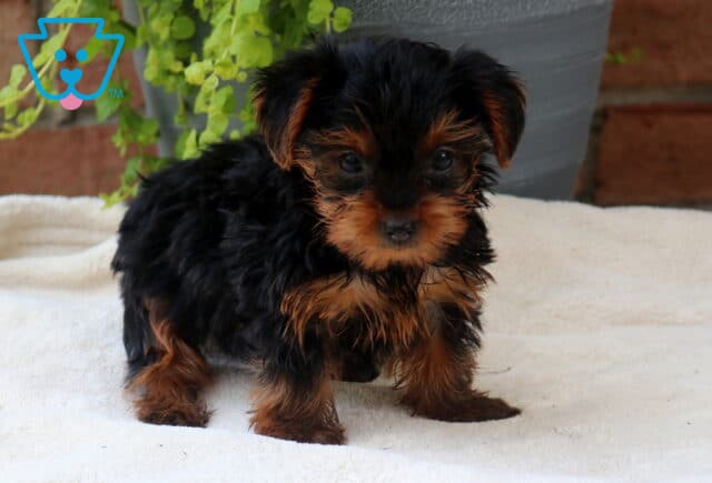 Thunder Yorkie2 image