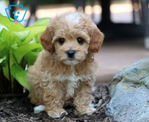 Tia Cavapoo - Copy