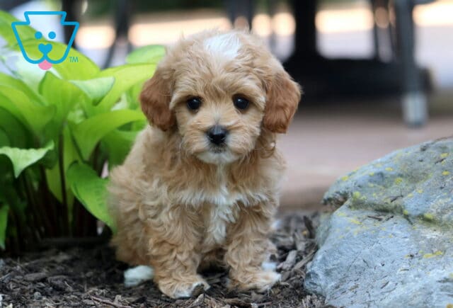 Tia Cavapoo - Copy image