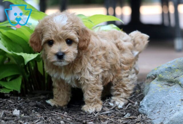 Tia Cavapoo2 image