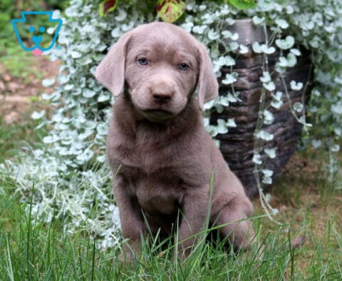 Tia Silver Lab