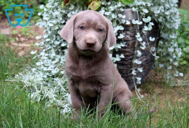 Tia Silver Lab image