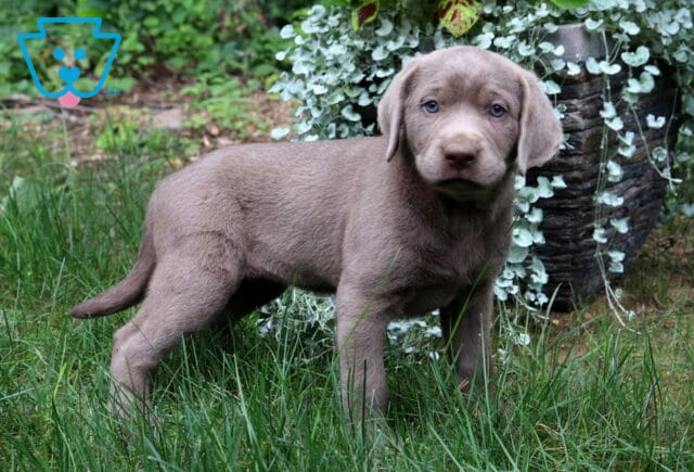 Tia Silver Lab2 image