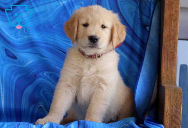 Adorable Golden Retriever puppy with a fluffy golden coat and red collar sitting upright on a vibrant blue patterned blanket, looking calmly at the camera with gentle eyes and floppy ears. image
