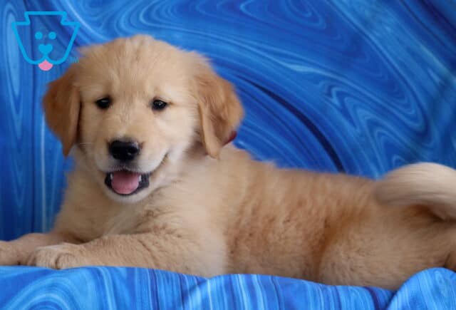 Happy Golden Retriever puppy lounging on a vivid blue patterned blanket with a fluffy golden coat, wagging tail, and open-mouth smile, showing off its playful and friendly personality. image