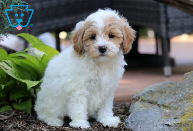 Tike Cavapoo image