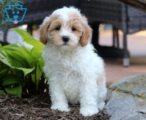 Tike Cavapoo2