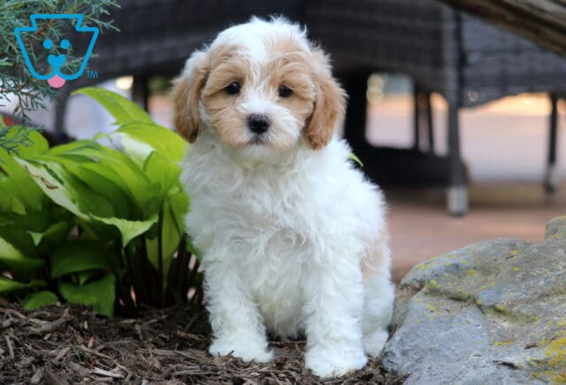 Tike Cavapoo2 image