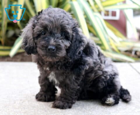 Tike Cockapoo