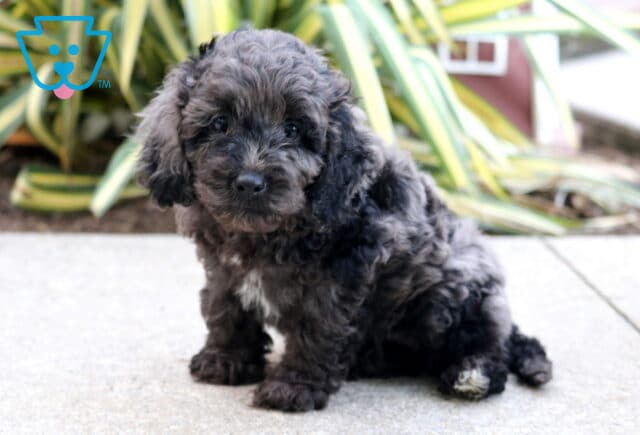 Tike Cockapoo image