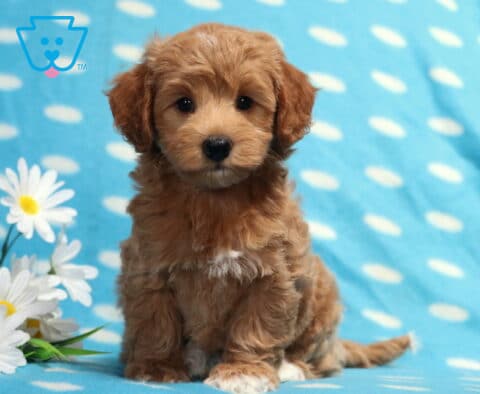 Apricot Havapoo puppy sitting on a light blue polka-dot blanket beside white daisies, featuring a soft fluffy coat, dark button eyes, a tiny white chest patch, and an irresistibly sweet teddy bear face.
