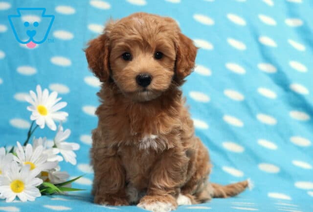 Apricot Havapoo puppy sitting on a light blue polka-dot blanket beside white daisies, featuring a soft fluffy coat, dark button eyes, a tiny white chest patch, and an irresistibly sweet teddy bear face. image