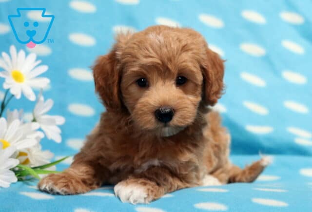 Apricot Havapoo puppy relaxing on a light blue polka-dot blanket beside white daisies, highlighting a fluffy wavy coat, dark round eyes, white-tipped paws, and a lovable teddy bear expression. image
