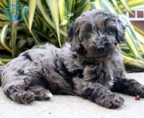 Timmy Cockapoo