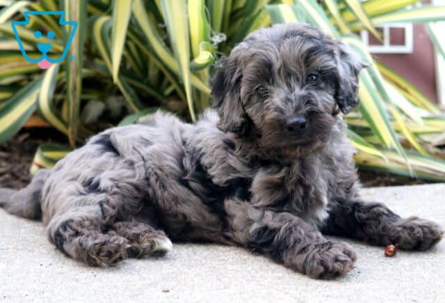 Timmy Cockapoo image