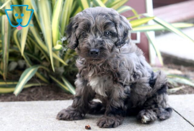 Timmy Cockapoo2 image