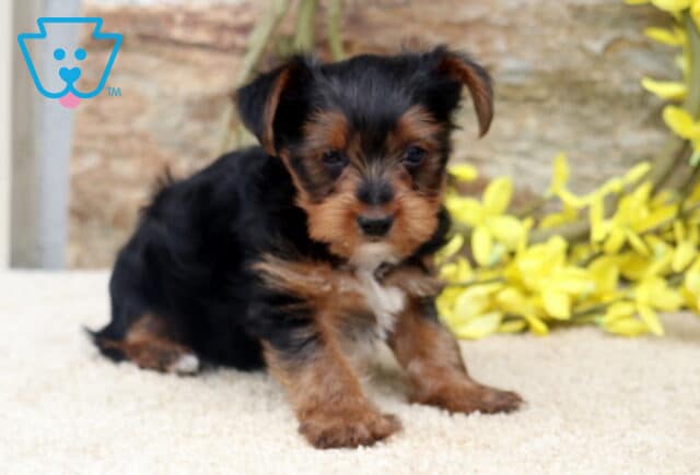 Tiny black and tan Yorkie puppy sitting on a soft cream rug, featuring a silky coat, petite face, and curious expression, with bright yellow flowers and a natural stone backdrop adding a warm outdoor feel. image