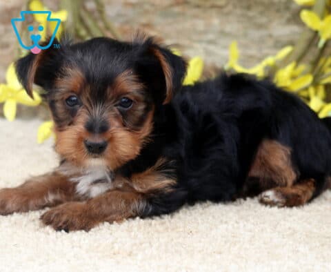 Cute Yorkshire Terrier puppy lying comfortably on a plush cream blanket, showing off a silky black and tan coat, bright button eyes, and tiny paws, with vibrant yellow flowers and a rustic stone wall in the background.