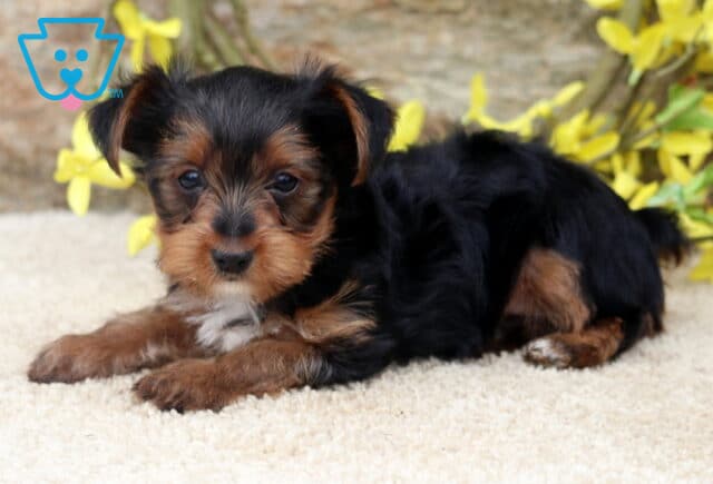 Cute Yorkshire Terrier puppy lying comfortably on a plush cream blanket, showing off a silky black and tan coat, bright button eyes, and tiny paws, with vibrant yellow flowers and a rustic stone wall in the background. image