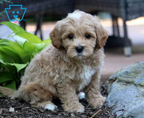 Toby Cavapoo