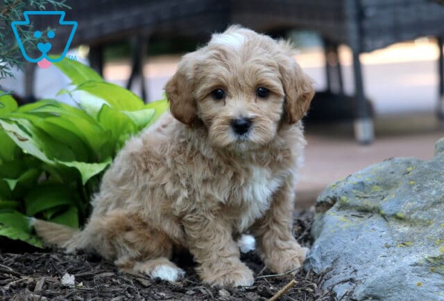 Toby Cavapoo image