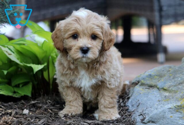 Toby Cavapoo2 image