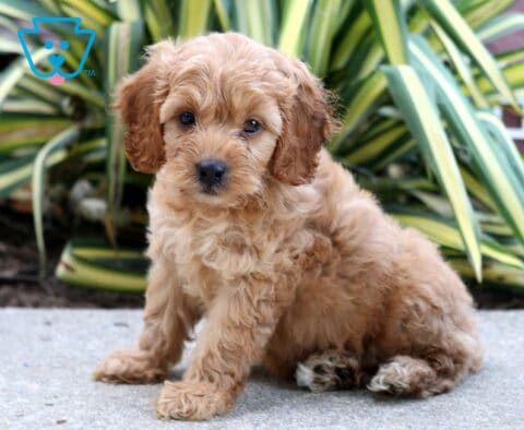 Toby Cockapoo