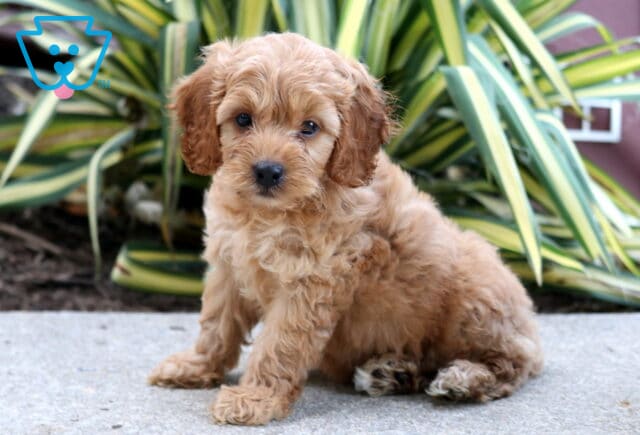 Toby Cockapoo image