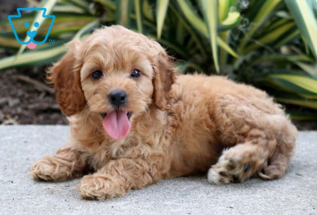 Toby Cockapoo2 image