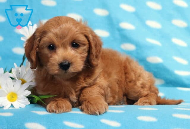 Golden apricot Havapoo puppy lounging on a light blue polka-dot blanket beside white daisies, showcasing a soft fluffy coat, gentle dark eyes, and an adorable teddy bear face with a relaxed pose. image