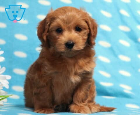 Apricot Havapoo puppy sitting on a light blue polka-dot blanket beside white daisies, featuring a fluffy wavy coat, expressive dark eyes, and a sweet teddy bear face looking directly at the camera.