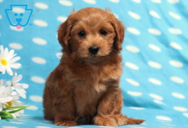 Apricot Havapoo puppy sitting on a light blue polka-dot blanket beside white daisies, featuring a fluffy wavy coat, expressive dark eyes, and a sweet teddy bear face looking directly at the camera. image