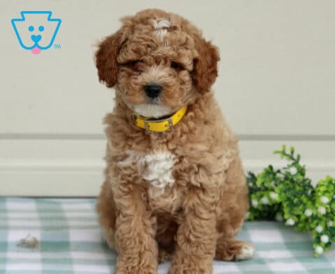 Toby Mini Poodle