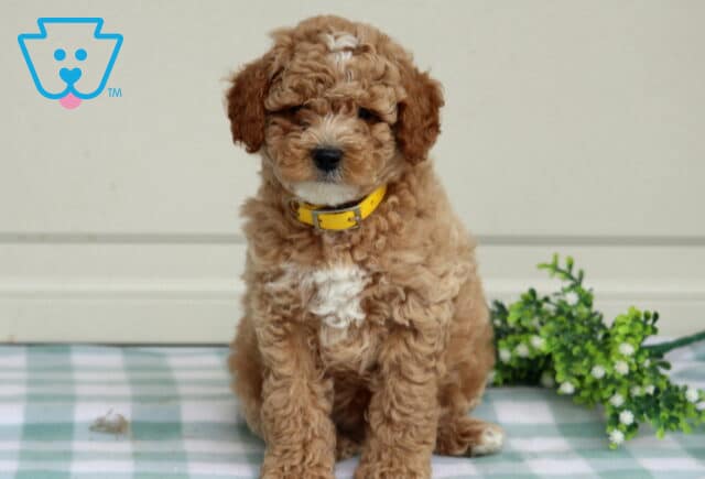 Toby Mini Poodle image
