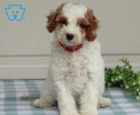 Tonya Mini Poodle