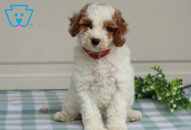 Tonya Mini Poodle image