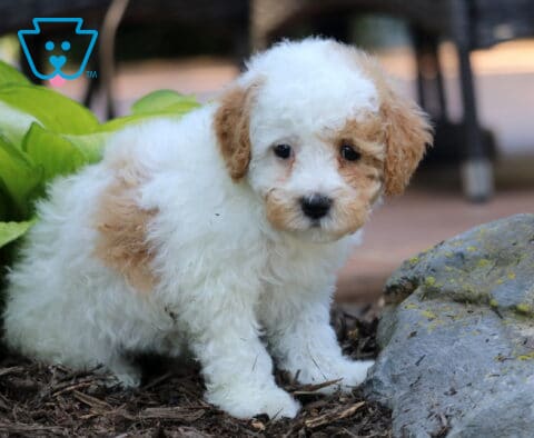 Tootsie Cavapoo