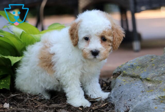 Tootsie Cavapoo image
