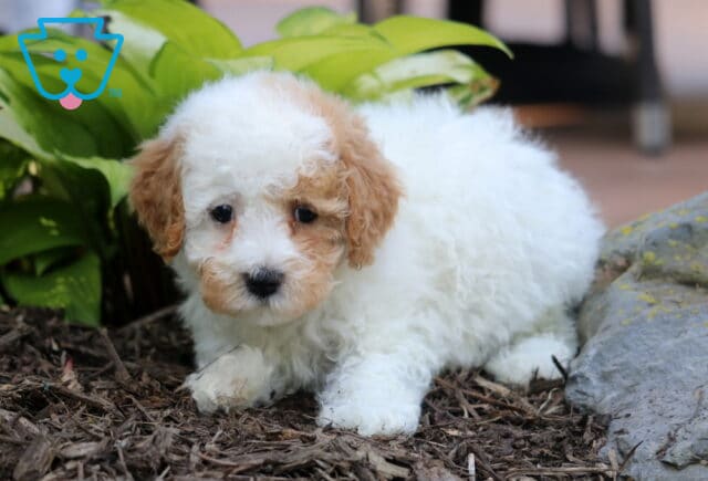 Tootsie Cavapoo2 image