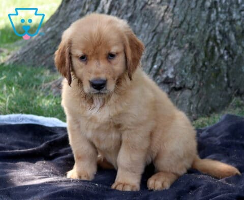 Tootsie Golden Retriever